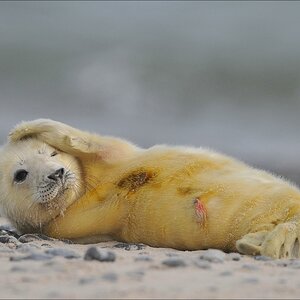 aacomp Helgoland 20120102 11936