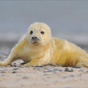 aacomp Helgoland 20120102 12028