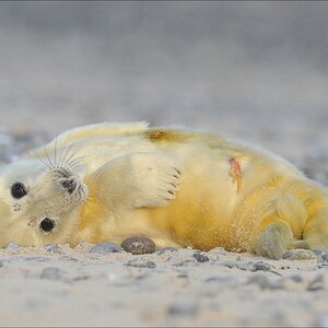 aacomp Helgoland 20120102 12439