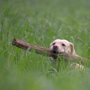 sina im gras