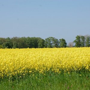 Rapsfeld - ich kann es fast riechen