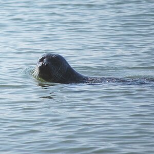 In der Ostsee gibt es auch Robben