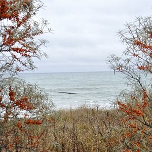 Hagebutten an der Ostsee