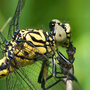 Keiljungfer 2012 06 07 006