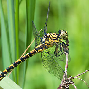 Zangenlibelle (w) 2012 06 07 004