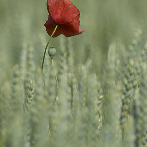 Mohn6