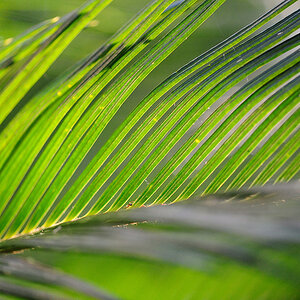 palmfarn