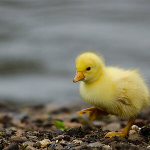 Testbild Sigma 150-500