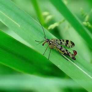 Skorpionsfliege