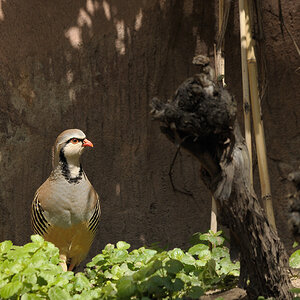 Das Alpensteinhuhn in seinem Garten
Tiergarten Nürnberg