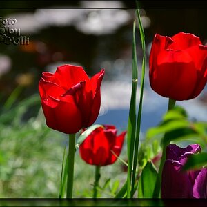 Tulpenblüte in meinem Garten (1)