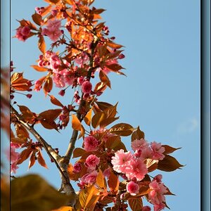 Zierkirschenblüte