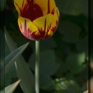 Eine Tulpe - DSC 3098verkl
