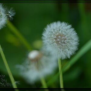 Pusteblume - DSC 3544