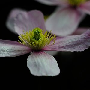 01 Blüte