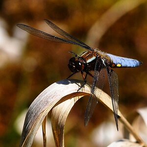 Libelle2