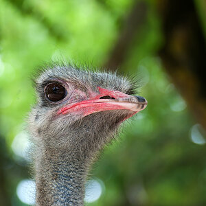 2120530 6538 Strauss Zoo Linz 850q