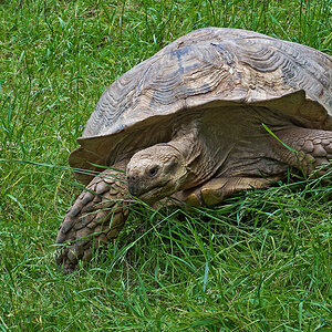 2120530 3618 Riesenschildkröte ZooLinz 900h