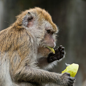 2120530 6506 Affe Zoo Linz 800v