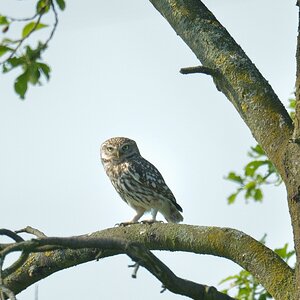 20120528 3152 [NIKON D4] 850 mm,1 1000 Sek. bei ƒ   7,1 2