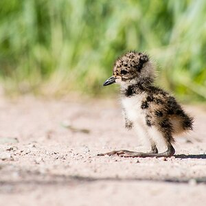 20120525 0321 [E M5] 300 mm,1 320 Sek. bei ƒ   8,0 5