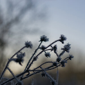 Frostblume