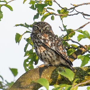 20120606 3589 [NIKON D4] 1200 mm,1 200 Sek. bei ƒ   9,0 2
