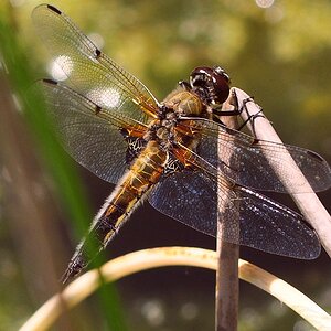 Libelle6