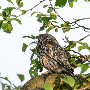 20120606 3596 [NIKON D4] 1200 mm,1 125 Sek. bei ƒ   9,0
