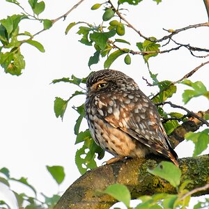 20120606 3636 [NIKON D4] 1200 mm,1 125 Sek. bei ƒ   11