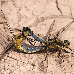 Keiljungfer Westliche 2012 05 30 002
