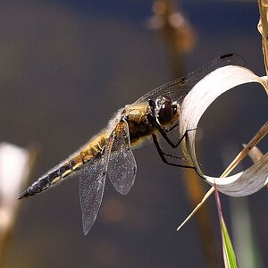 Libelle9