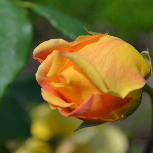 DSC 00071