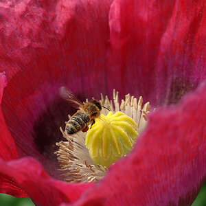 mohn 2012 kl