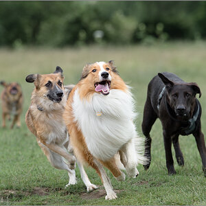 fang den Lassie
