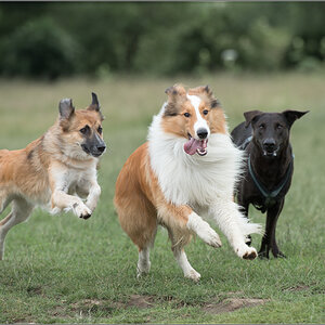 fang den Lassie2