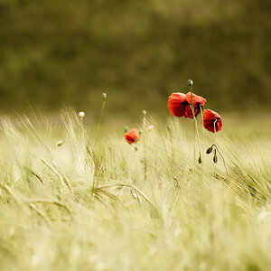 Mohn 1