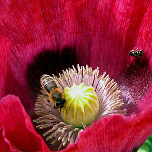 mohn bluete 2012 kl