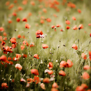 Mohn 3