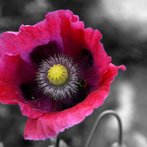 mohn 2012 ck