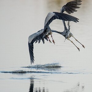 20120527 2896 [NIKON D4] 850 mm,1 4000 Sek. bei ƒ   6,3