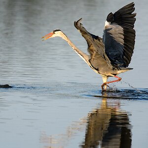 20120527 2676 [NIKON D4] 850 mm,1 3200 Sek. bei ƒ   7,1