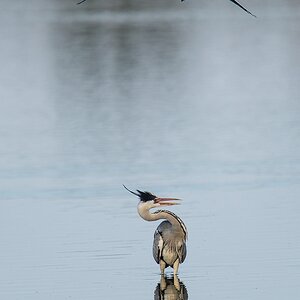 20120527 2561 [NIKON D4] 850 mm,1 1000 Sek. bei ƒ   6,3