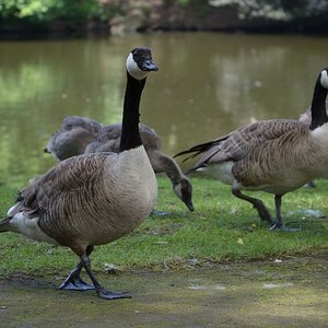 Canada Gans duo