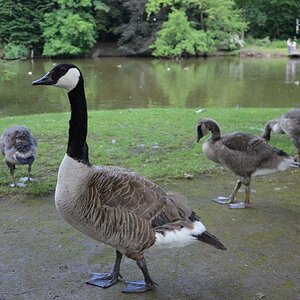 Canada Gans gestaffelt