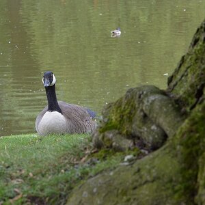 Canada Gans