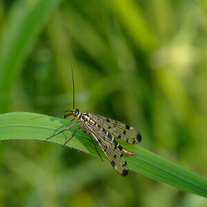 120526 Weibliche Skorpionsfliege 033