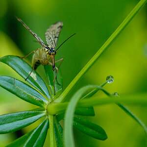 120526 Skorpionsfliege 013
