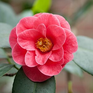 Camellia japonica