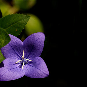 BlauDSC 6332